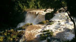 Парагвай запускает госкриптоферму