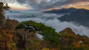 Налоговая Южной Кореи раскрыла сид-фразу