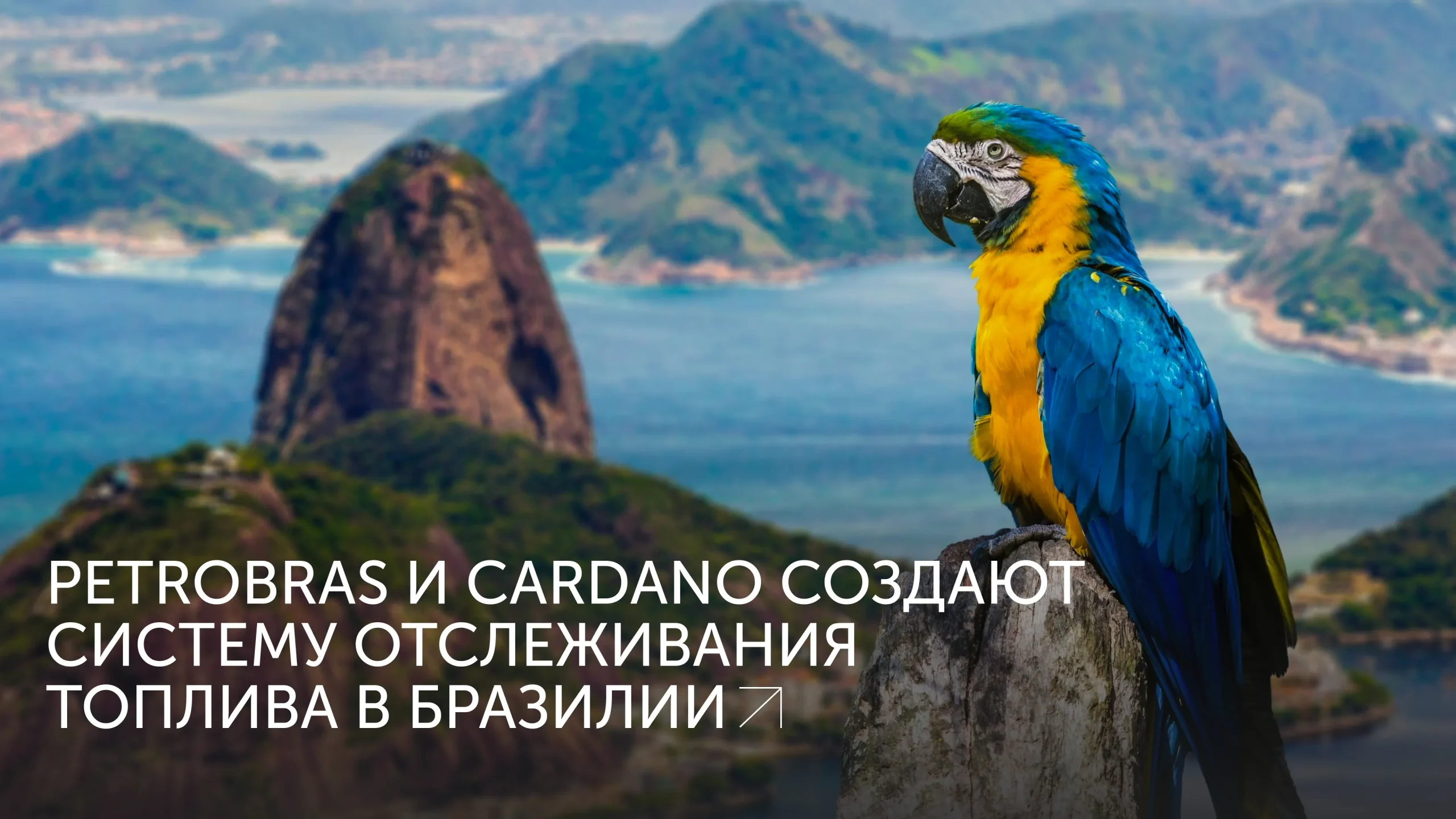 Cardano поможет Petrobras с топливом